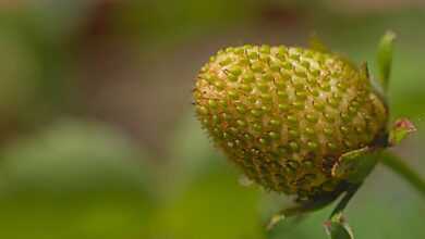 strawberry, fruit, nature