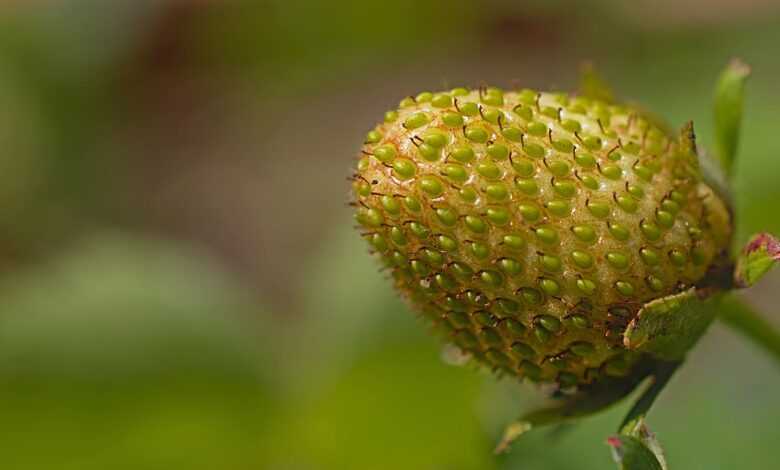 strawberry, fruit, nature