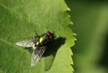 fly, green, leaf, close up, insect, wing, animal, macro, adaptation, sunny, plant, shiny, legs, small, nature, garden, adaptation, adaptation, adaptation, adaptation, adaptation