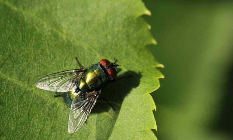 fly, green, leaf, close up, insect, wing, animal, macro, adaptation, sunny, plant, shiny, legs, small, nature, garden, adaptation, adaptation, adaptation, adaptation, adaptation