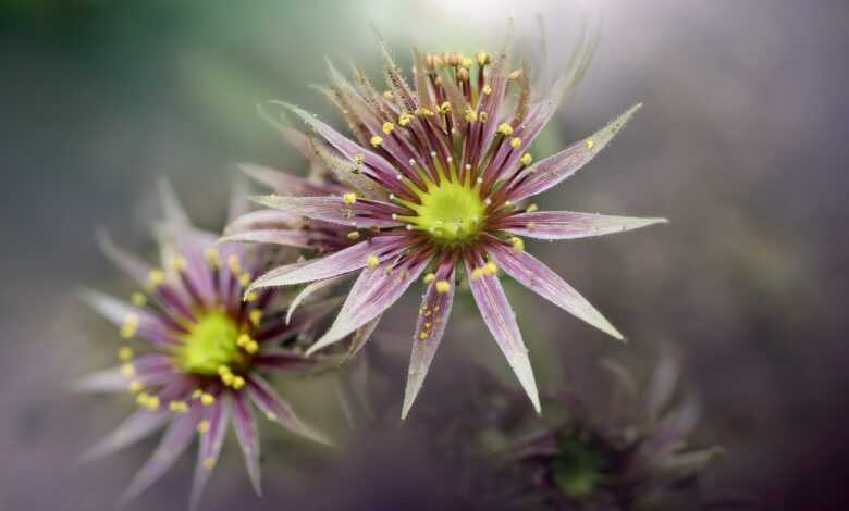 flower, beautiful flowers, flowers