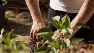 garden, working hands, dirt