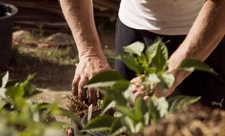 garden, working hands, dirt