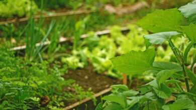 the planting of the lettuce, planting in the open air, plantation