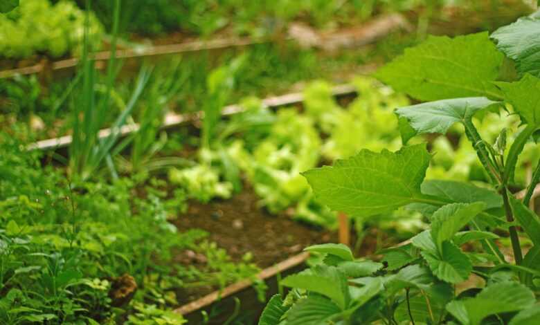 the planting of the lettuce, planting in the open air, plantation