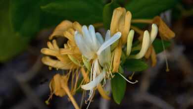 honeysuckle, yard, flower