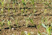 plant, fields, field, agriculture, landscape, food, nature, biological, vegetarian, healthy, nourishment, bio, fresh, vegetables, vegan, vitamins, farmer, farm yard, summer, growth, fertilizer, gardening, garden
