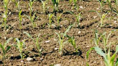 plant, fields, field, agriculture, landscape, food, nature, biological, vegetarian, healthy, nourishment, bio, fresh, vegetables, vegan, vitamins, farmer, farm yard, summer, growth, fertilizer, gardening, garden