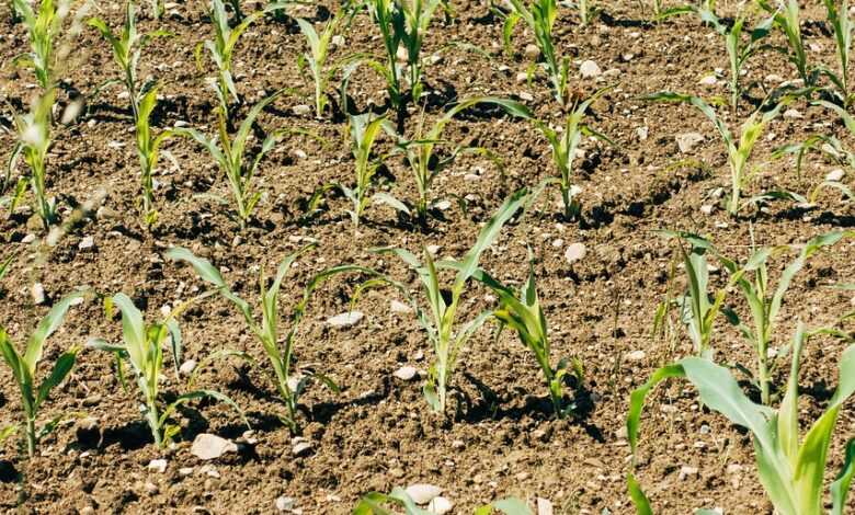 plant, fields, field, agriculture, landscape, food, nature, biological, vegetarian, healthy, nourishment, bio, fresh, vegetables, vegan, vitamins, farmer, farm yard, summer, growth, fertilizer, gardening, garden