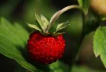 wild strawberry, strawberry, ripe, nature, macro, close-up, close up, close, berry, fruit, strawberry plant, red, vitamins, fresh, sweet, june, summer, leaves, delicious, wild strawberry, strawberry, strawberry, strawberry, strawberry, strawberry, strawberry plant, june, june, june, june