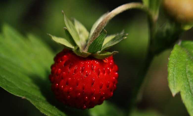 wild strawberry, strawberry, ripe, nature, macro, close-up, close up, close, berry, fruit, strawberry plant, red, vitamins, fresh, sweet, june, summer, leaves, delicious, wild strawberry, strawberry, strawberry, strawberry, strawberry, strawberry, strawberry plant, june, june, june, june