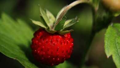 wild strawberry, strawberry, ripe