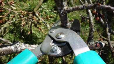 pruning shears, fall, garden