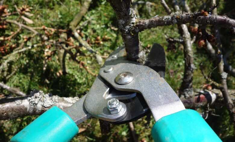 pruning shears, fall, garden