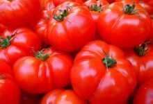tomatoes, fruit, food