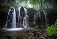 landscape, a small waterfall, nature, natural, beech forest, fog, plant, water flow, moss, rock, hyogo prefecture, japan