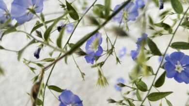 flower, flowers, violet