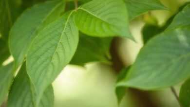 leaves, tree, nature