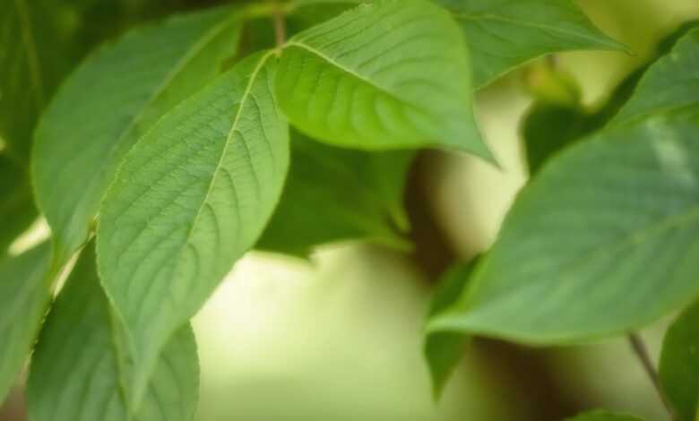 leaves, tree, nature