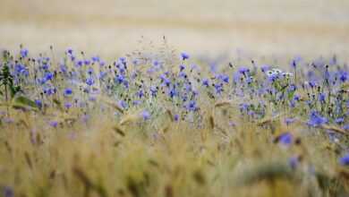 grain, cornflowers, grain field, field, cornfield, agriculture, blue, summer, nature, landscape, spike, plant, summer, summer, summer, summer, summer