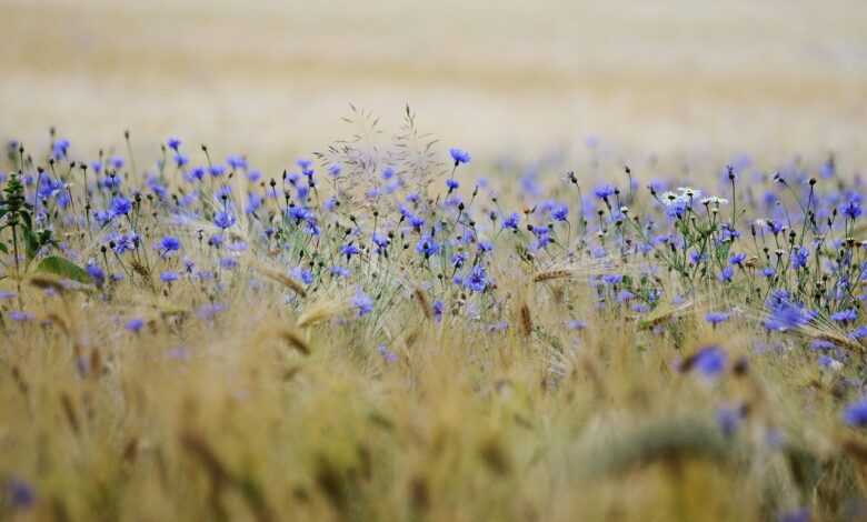 grain, cornflowers, grain field, field, cornfield, agriculture, blue, summer, nature, landscape, spike, plant, summer, summer, summer, summer, summer