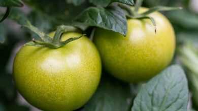 tomatoes, green, nature