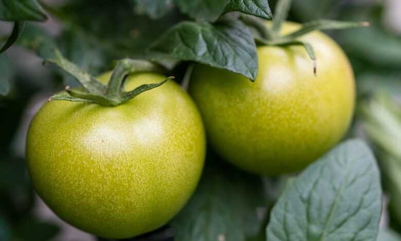 tomatoes, green, nature