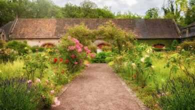 garden, roses, herbs