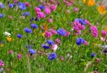 flower mix, lichtnelken, cornflowers