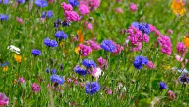 flower mix, lichtnelken, cornflowers