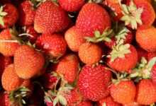 strawberry, berries, red, sweet, vitamins, fresh, summer, ripe, plant, nature, vegetarianism, vegan, harvest
