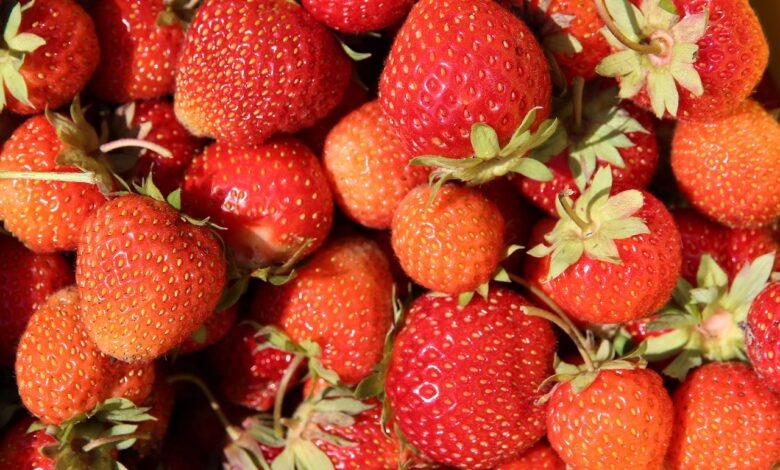 strawberry, berries, red, sweet, vitamins, fresh, summer, ripe, plant, nature, vegetarianism, vegan, harvest