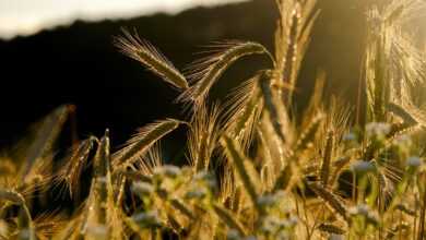 rye, spike, grain