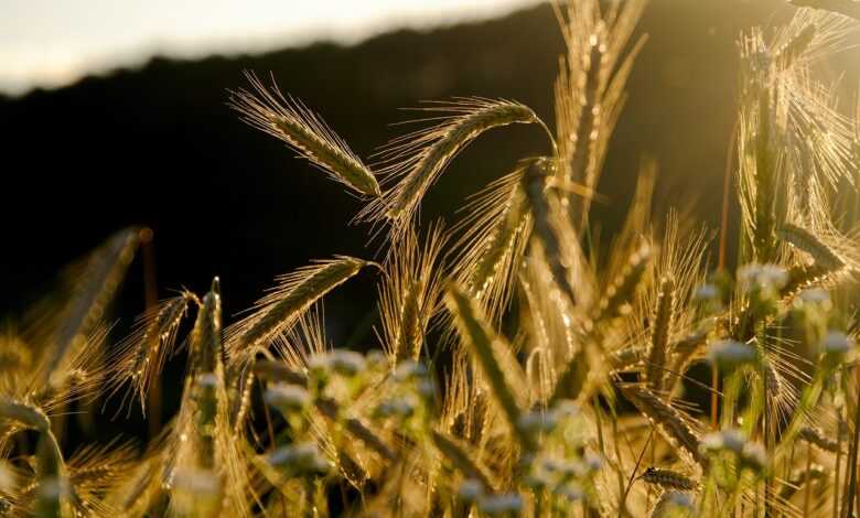 rye, spike, grain