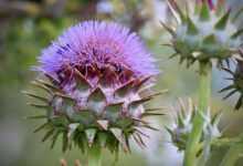 artichoke, cynara cardunculus, blossom, bloom, purple, vegetables artichoke, nature, cardoon, prickly, flora, plant, summer, petals