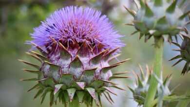 artichoke, cynara cardunculus, blossom, bloom, purple, vegetables artichoke, nature, cardoon, prickly, flora, plant, summer, petals