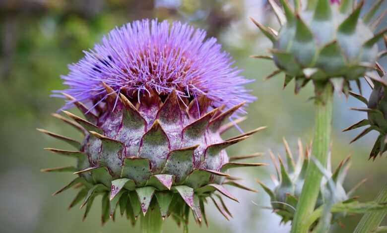 artichoke, cynara cardunculus, blossom, bloom, purple, vegetables artichoke, nature, cardoon, prickly, flora, plant, summer, petals