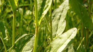 common sorrel, plant, pointed flower