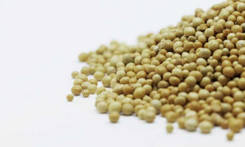 Brown Peas on White Surface