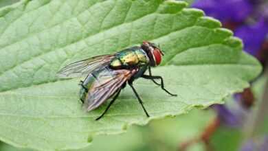 fly, insect, pest, colorful, wildlife, leaf, garden, nature, fly, fly, fly, fly, fly, pest