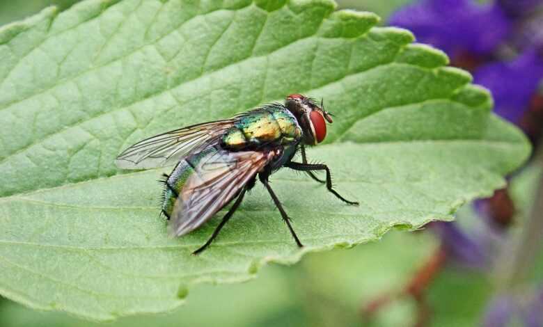 fly, insect, pest, colorful, wildlife, leaf, garden, nature, fly, fly, fly, fly, fly, pest