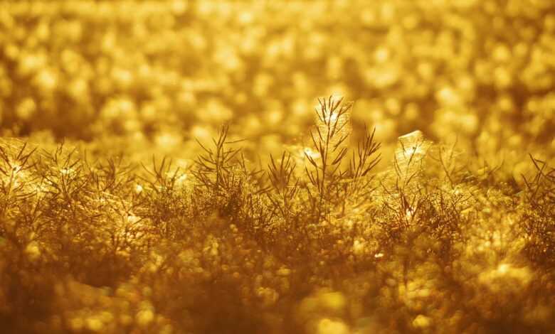 meadow, plant, field