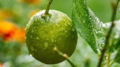 lemon, tree, fruit, drops, water, dew, green, citrus fruits, leaves, nature, nikon, d750, aperture 9, iso 900, 105mm, 125th of a second