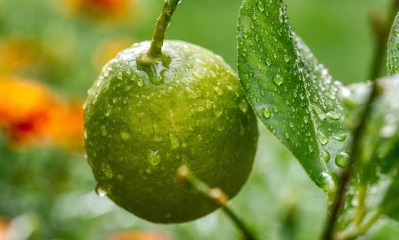 lemon, tree, fruit, drops, water, dew, green, citrus fruits, leaves, nature, nikon, d750, aperture 9, iso 900, 105mm, 125th of a second