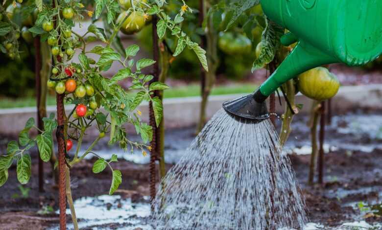 the cultivation of, vegetables, tamato