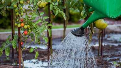 the cultivation of, vegetables, tamato