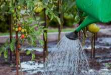 the cultivation of, vegetables, tamato, watering, nature, watering can, water, tomatoes, cocktail, breed, water the garden