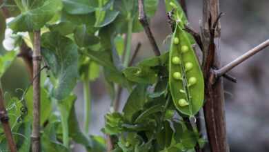 peas, gardening, nature, fresh, vegetable, plant, natural, peas in a pod