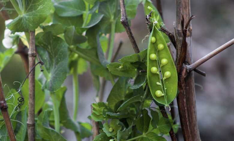 peas, gardening, nature, fresh, vegetable, plant, natural, peas in a pod