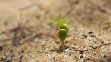 germination, sapling, seed